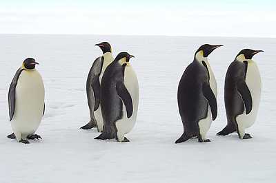 Google penguin